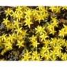 Golden Acre Stonecrop Rock Grass Seeds