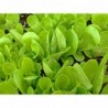 National Gardens Green Grand Rapids Lettuce Seeds