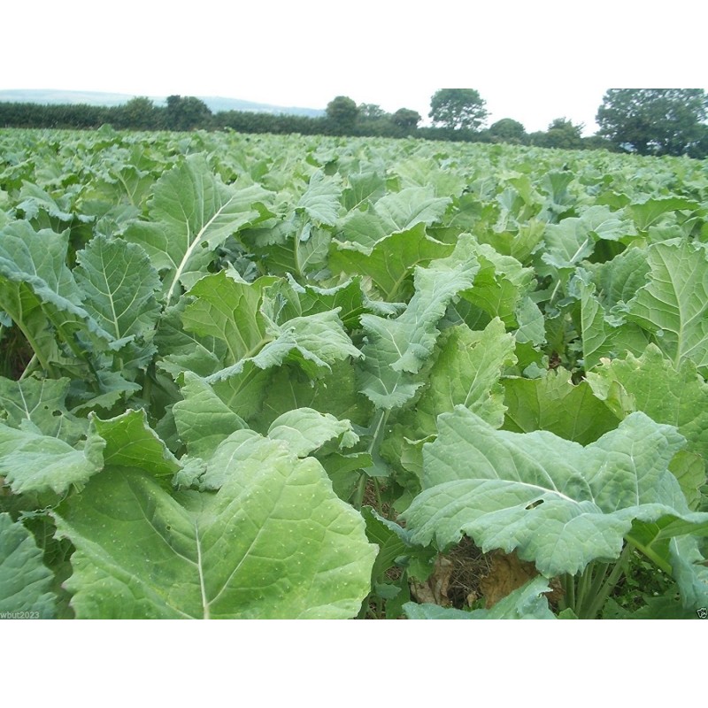 National Gardens Dwarf Essex Kale Vegetable Seeds