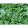 National Gardens Arugula Green Leaf Vegetable Seeds