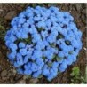 National Gardens Dwarf Blue Bedder Flower Seeds