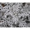 National Gardens Silverdust Dusty Miller Flower Seeds