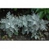 Silverdust Dusty Miller Flower Seeds