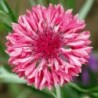 National Gardens Red Bachelors Button Cornflower Flower Seeds