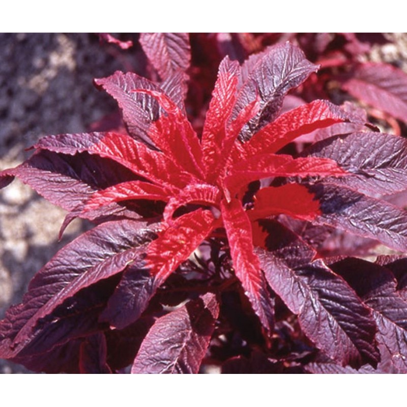 National Gardens Molten Fire Amaranthus Flower Seeds