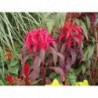 Molten Fire Amaranthus Flower Seeds