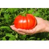 Red Beefsteak Tomato Seeds