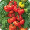 Red Beefsteak Tomato Seeds