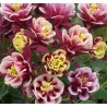 Winky Double Rose & White Flower Seeds