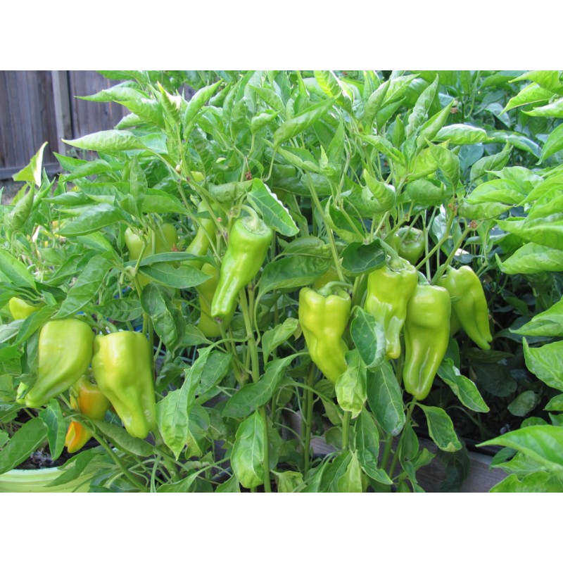 Italian Cubanelle Pepper Seeds